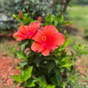 Meet your Posher, Bailey